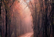 田径赛场传奇：肯尼亚选手打破世界纪录，速度与信念共鸣